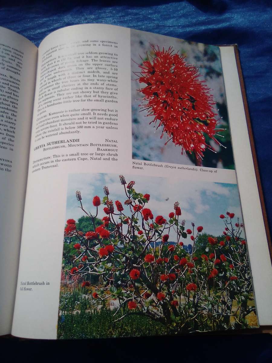 1976. `South African Shrubs and Trees for the Garden"  Una van der Spuy.  Hard cover.