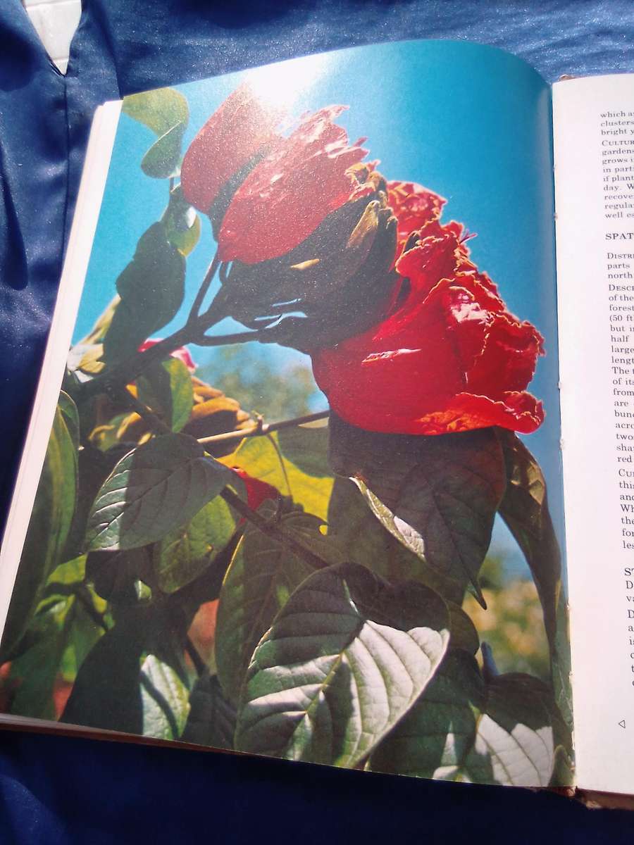 1976. `South African Shrubs and Trees for the Garden"  Una van der Spuy.  Hard cover.