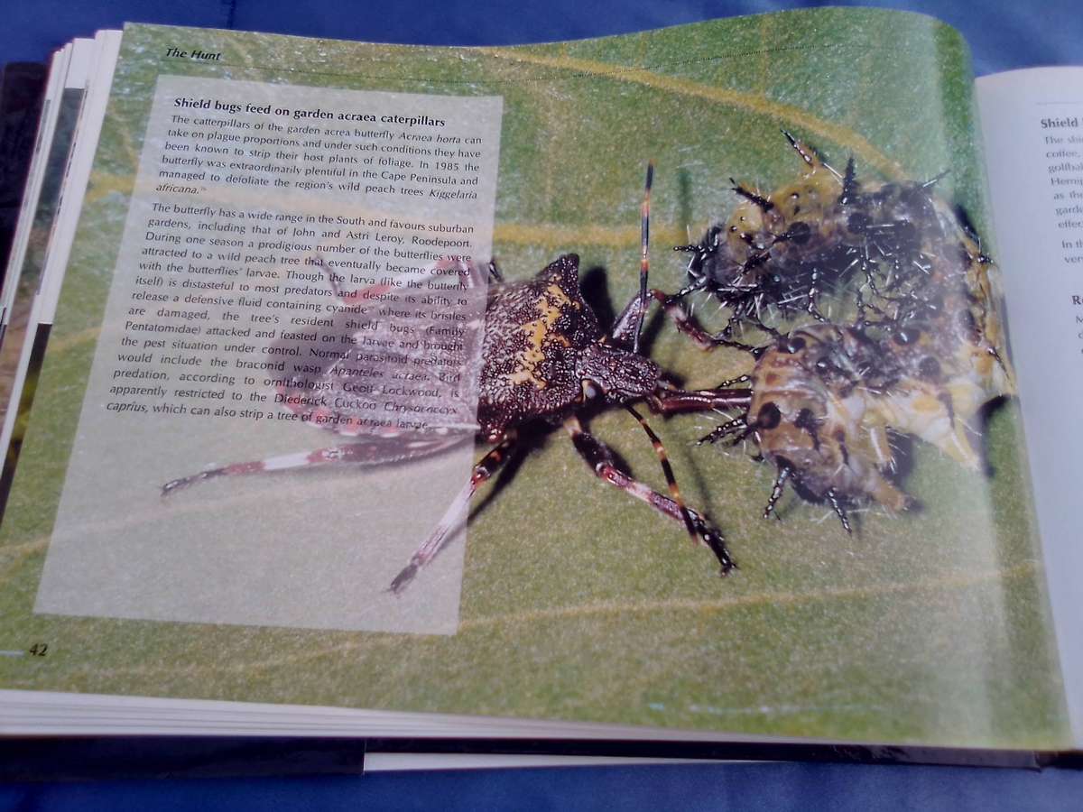 "Veld Focus" Ten years of Nature's Wonders.  Hard cover.