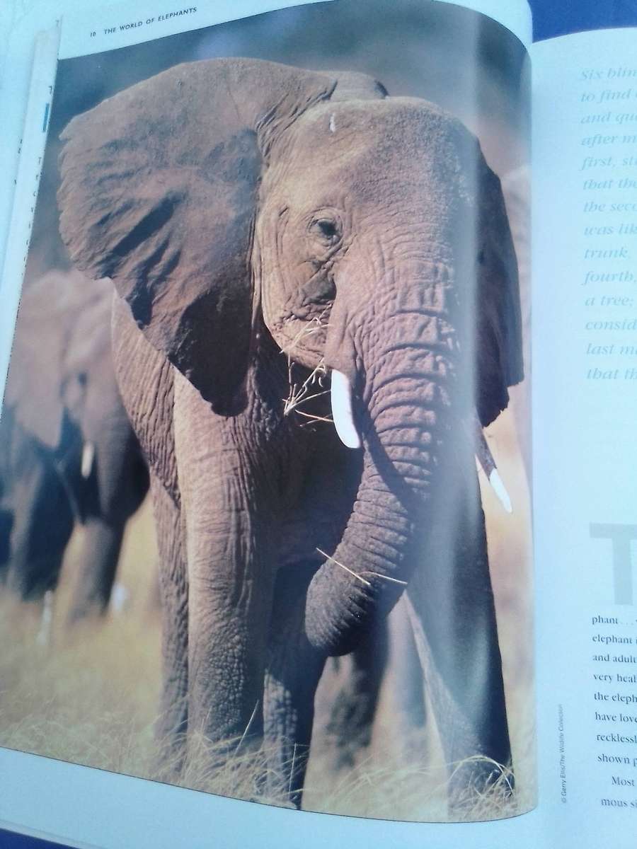 "Elephants"  Soft cover.