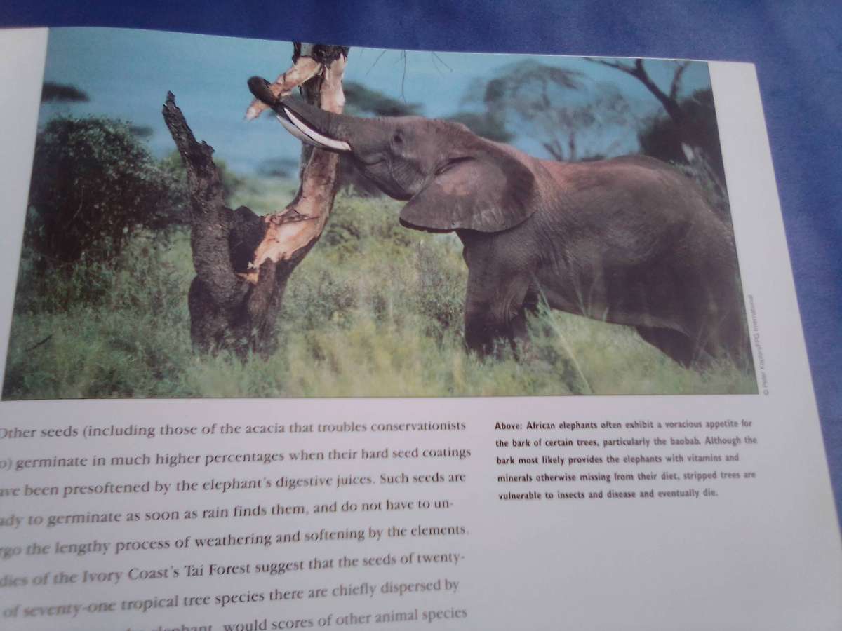 "Elephants"  Soft cover.