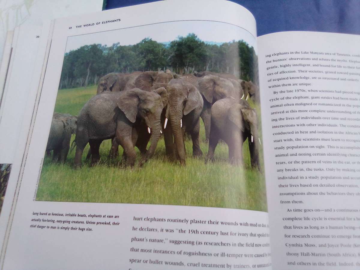 "Elephants"  Soft cover.