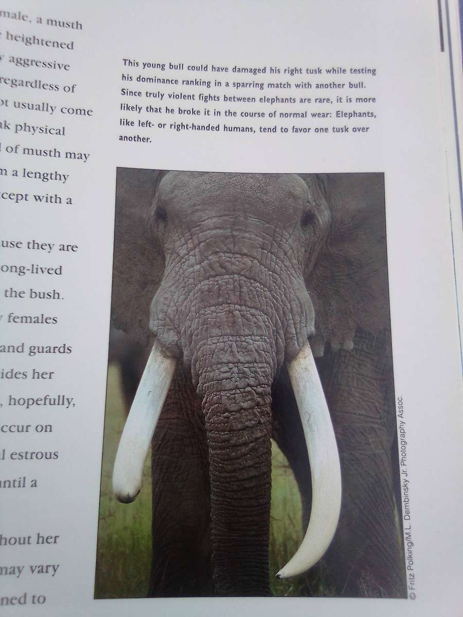 "Elephants"  Soft cover.