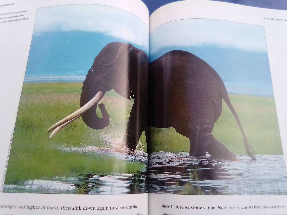 "Elephants"  Soft cover.