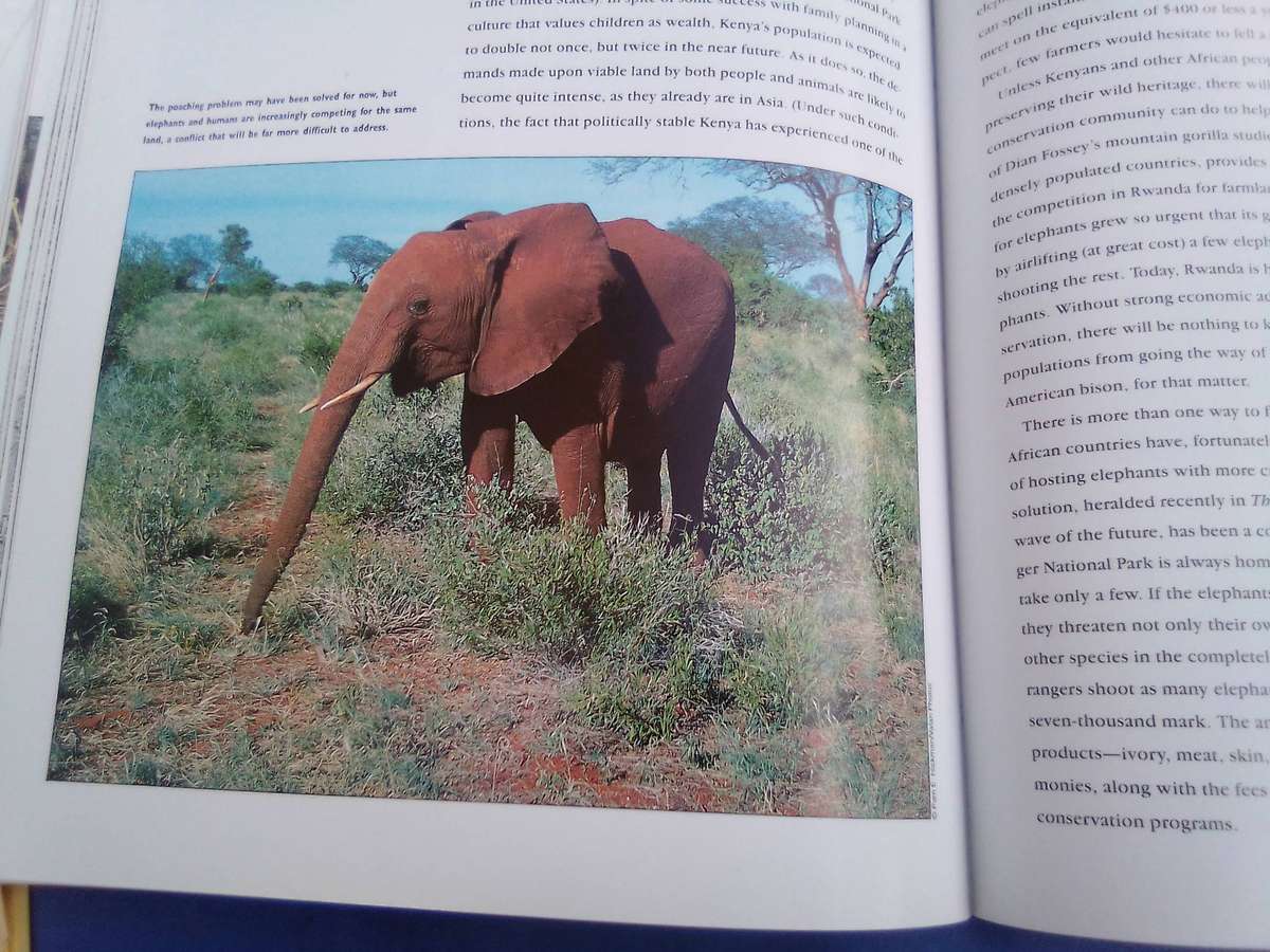 "Elephants"  Soft cover.