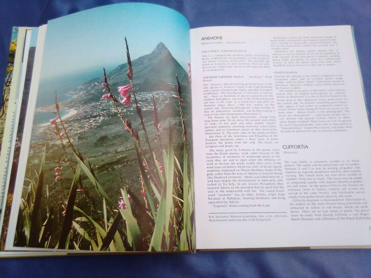 "Wild Flowers of Table Mountain". Hard cover.