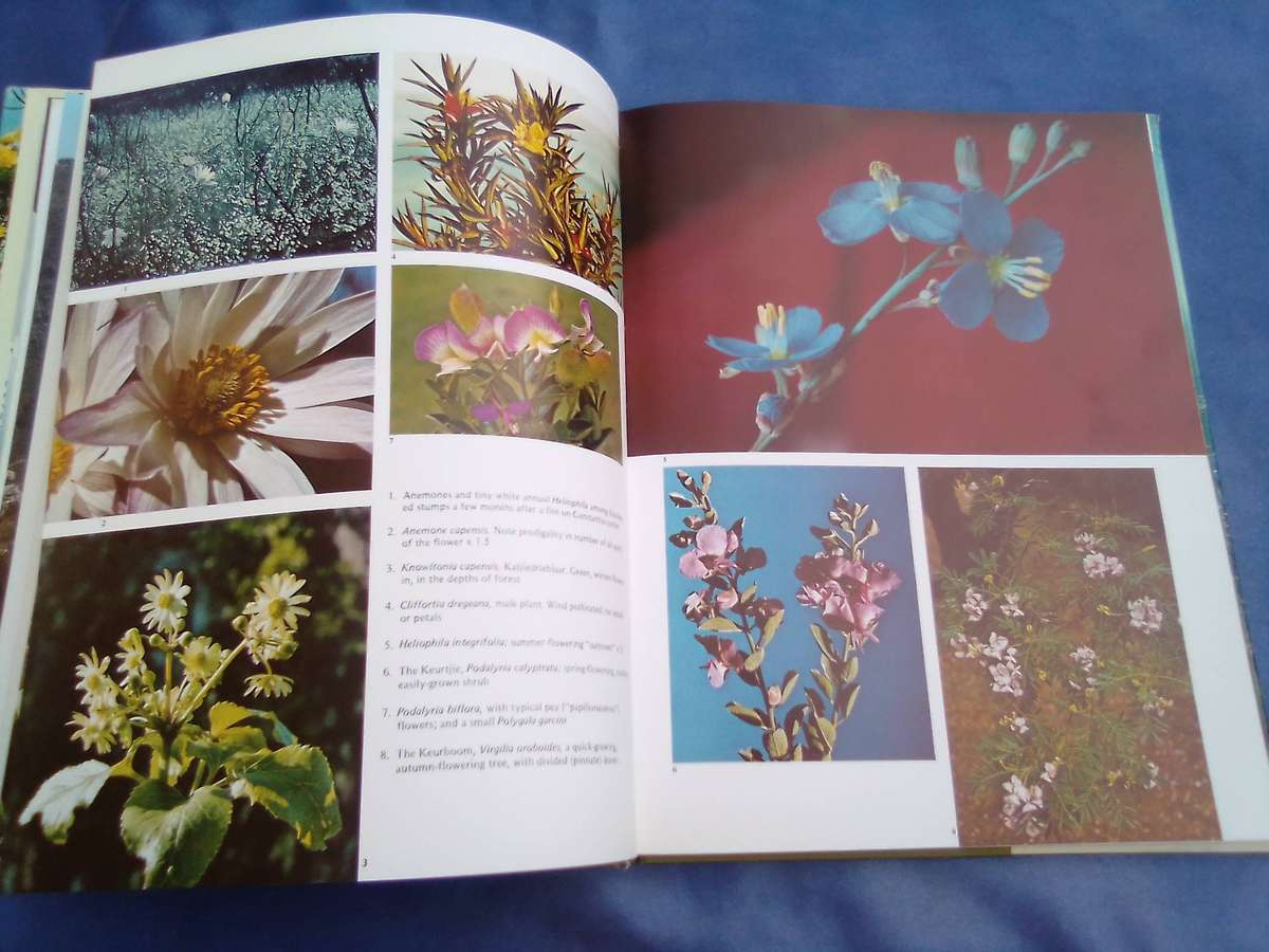 "Wild Flowers of Table Mountain". Hard cover.