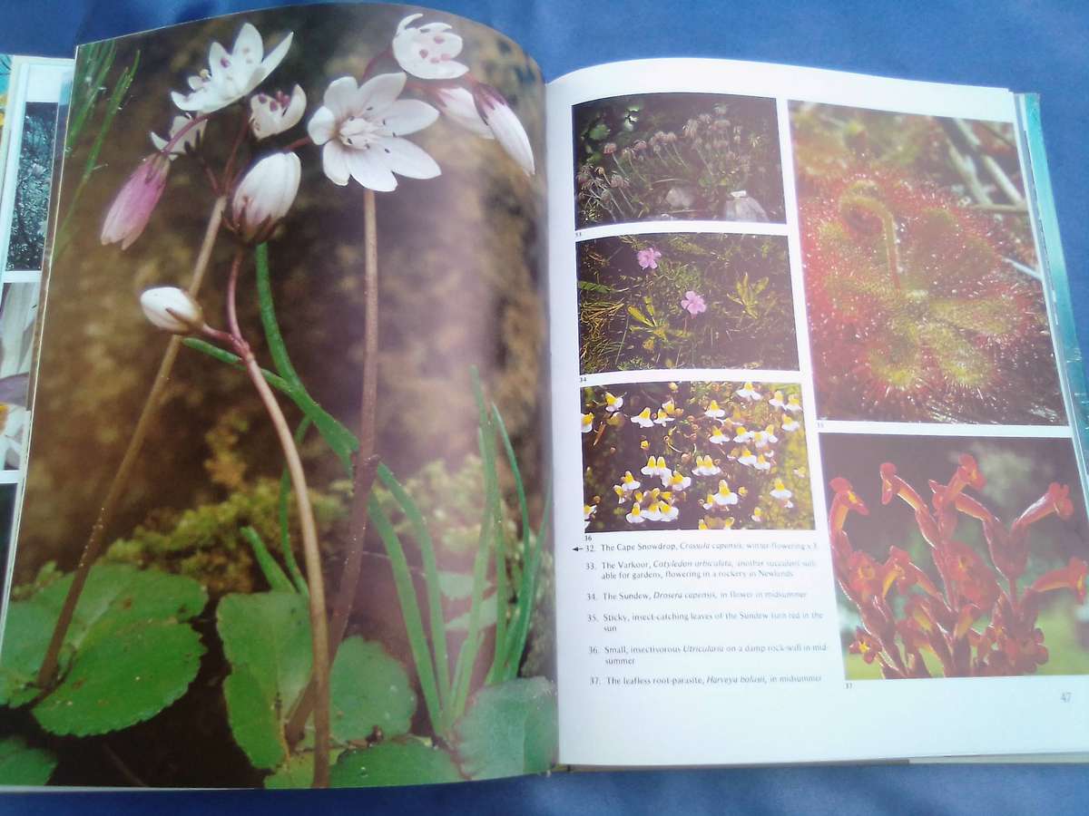 "Wild Flowers of Table Mountain". Hard cover.