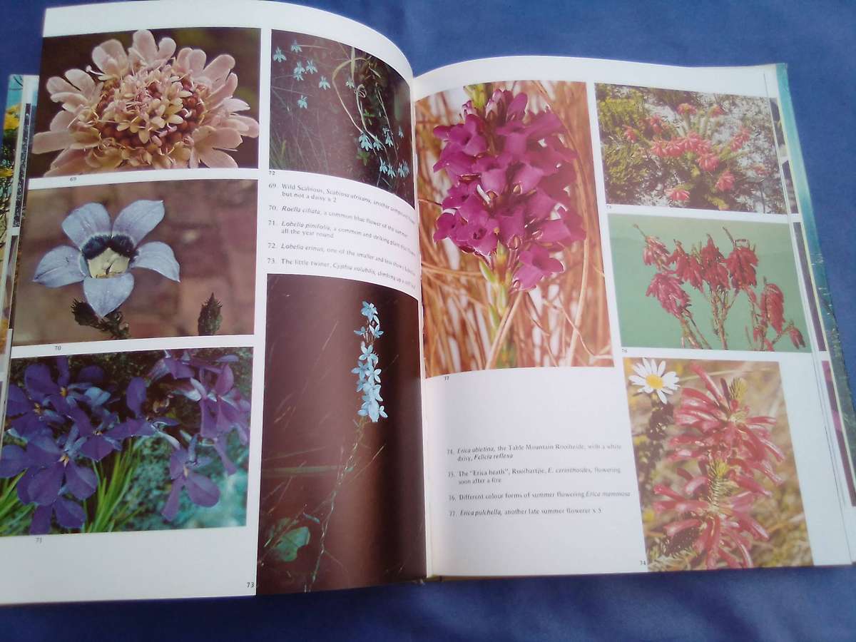 "Wild Flowers of Table Mountain". Hard cover.