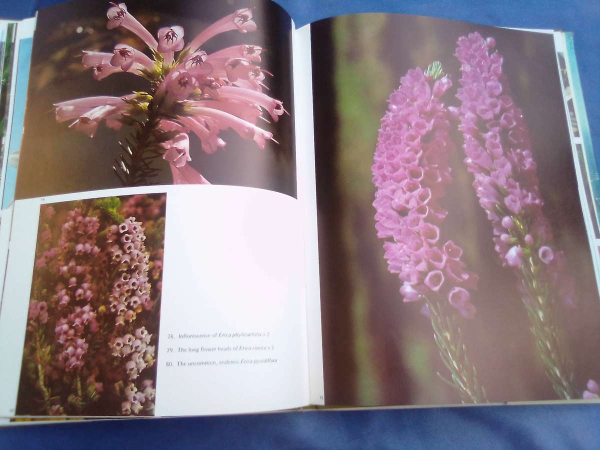 "Wild Flowers of Table Mountain". Hard cover.