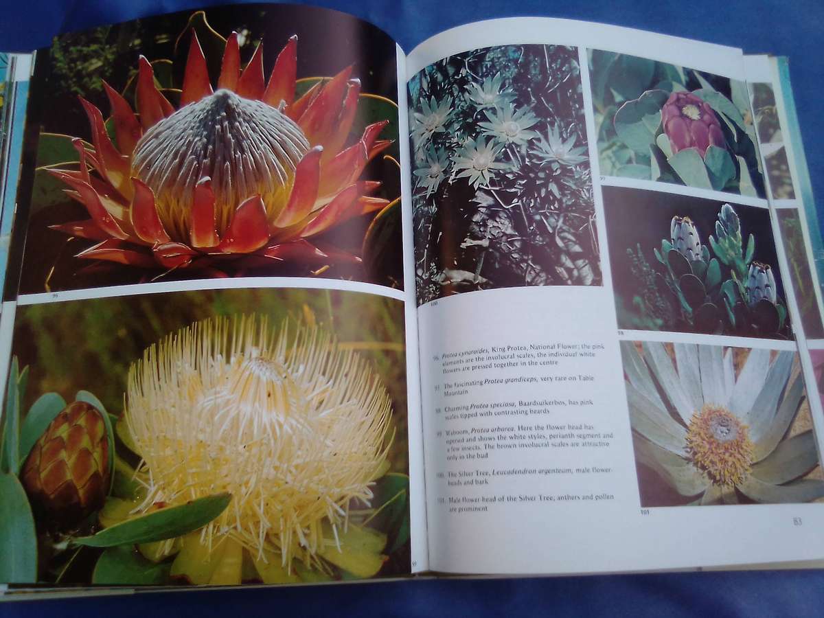"Wild Flowers of Table Mountain". Hard cover.