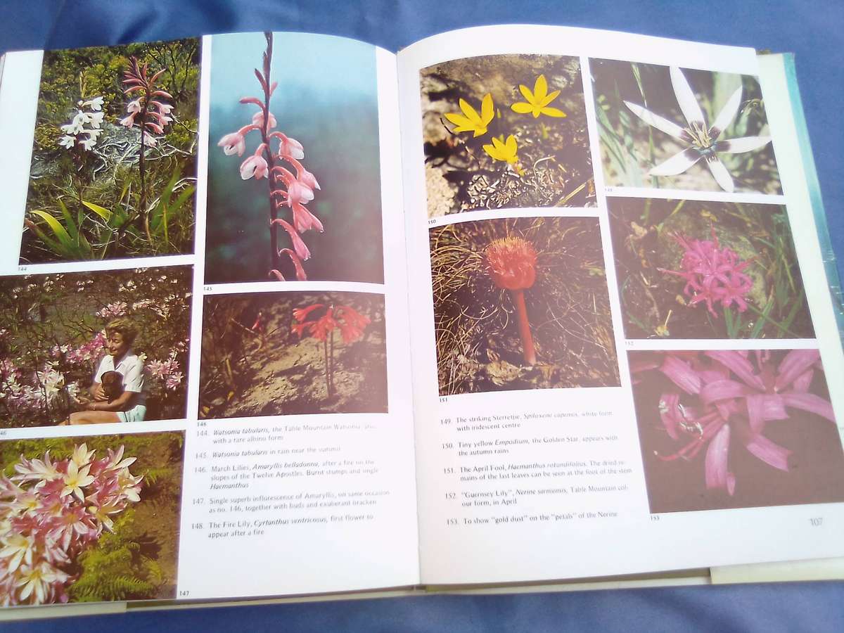 "Wild Flowers of Table Mountain". Hard cover.