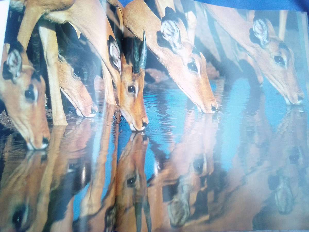 "Dwellers in Eden"  Hard cover.