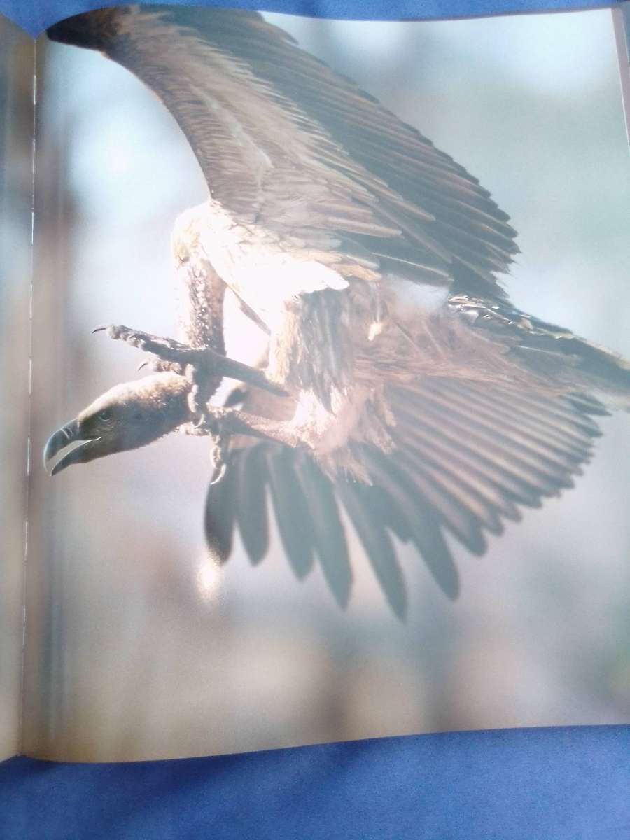 "Dwellers in Eden"  Hard cover.