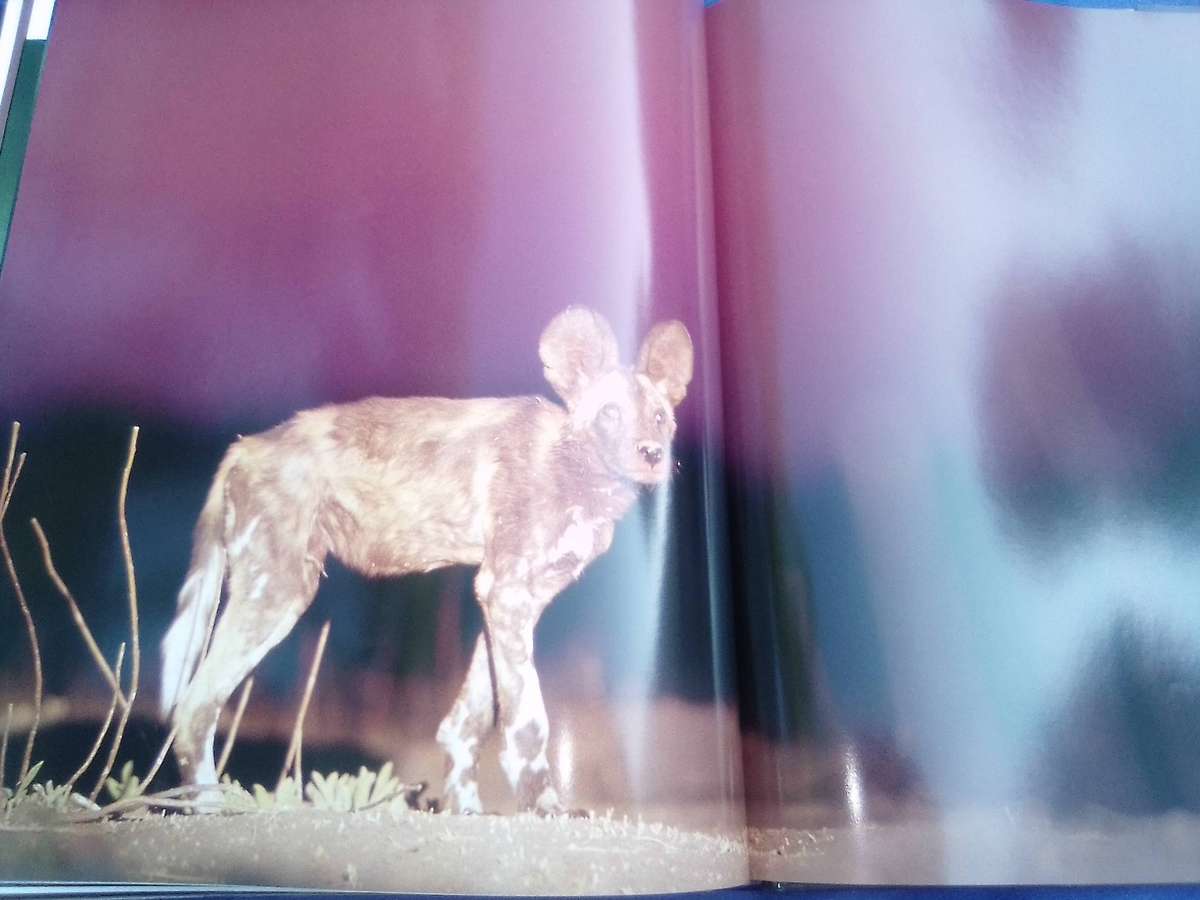 "Dwellers in Eden"  Hard cover.