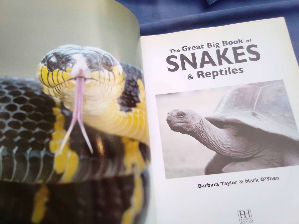 "The Great Big Book of  Snakes & Reptiles". Soft cover.