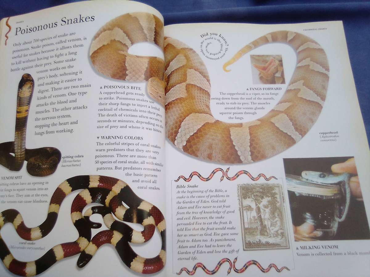 "The Great Big Book of  Snakes & Reptiles". Soft cover.