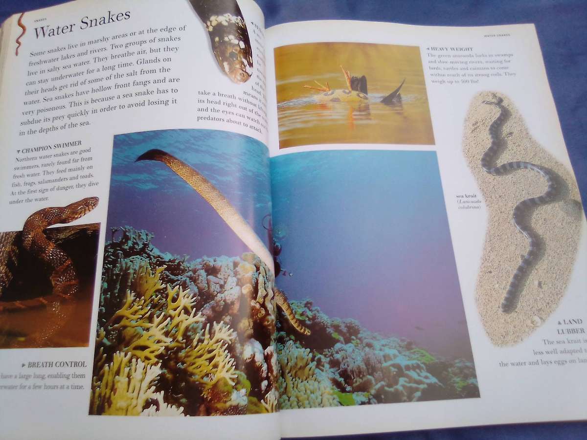 "The Great Big Book of  Snakes & Reptiles". Soft cover.