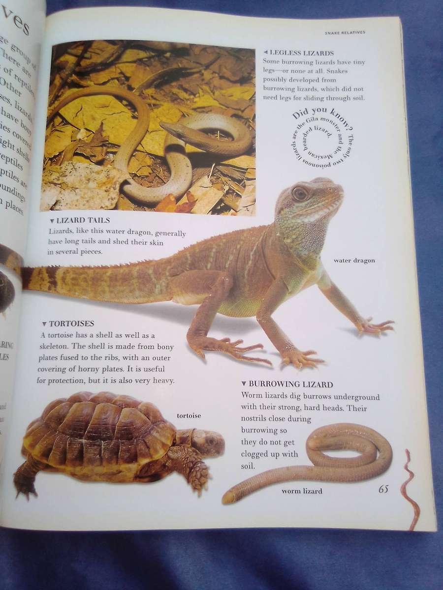 "The Great Big Book of  Snakes & Reptiles". Soft cover.