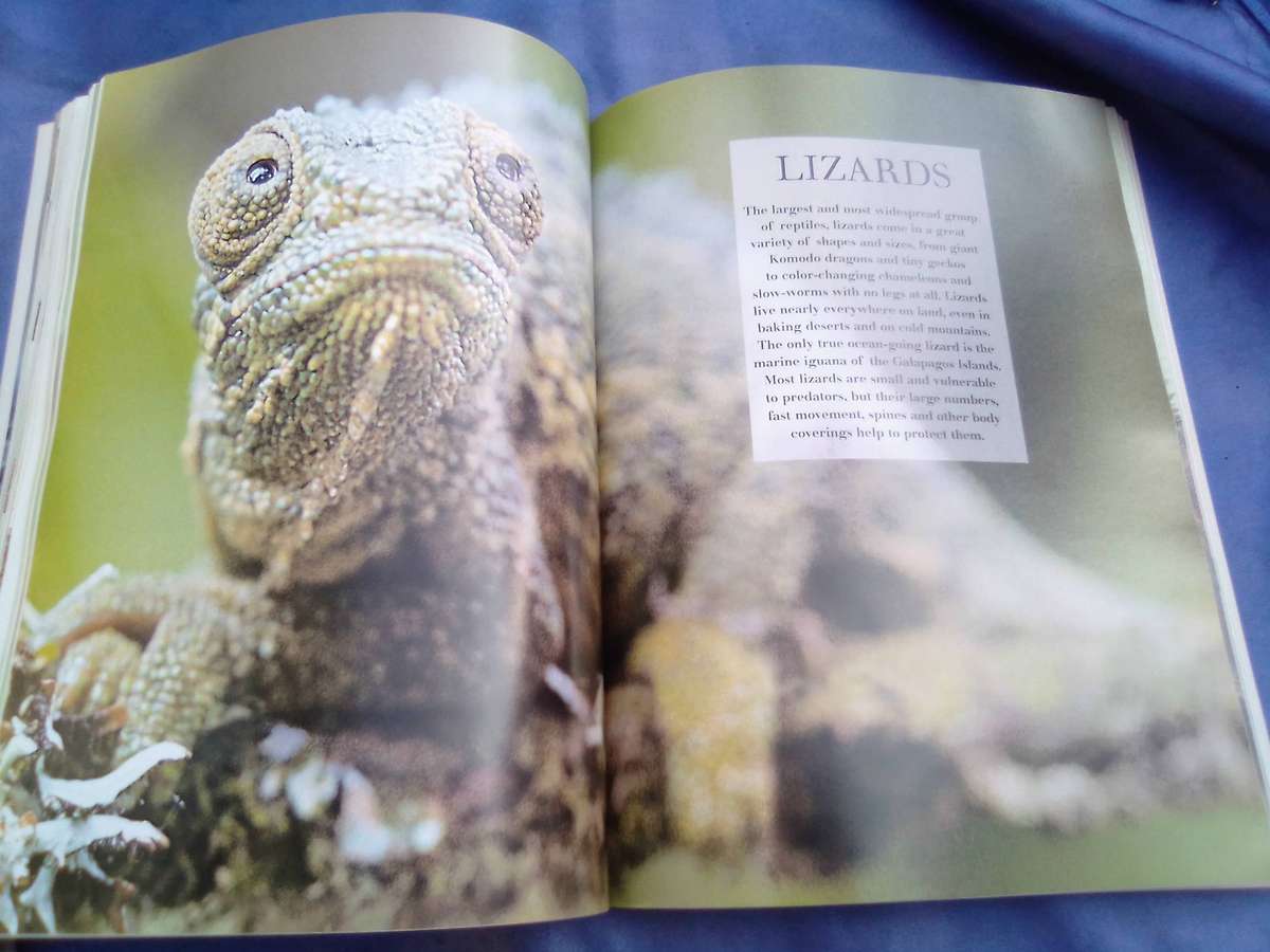 "The Great Big Book of  Snakes & Reptiles". Soft cover.