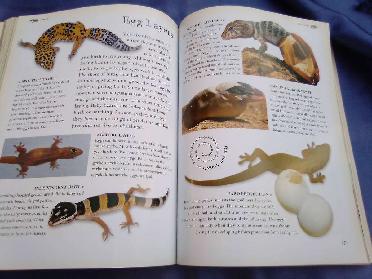 "The Great Big Book of  Snakes & Reptiles". Soft cover.