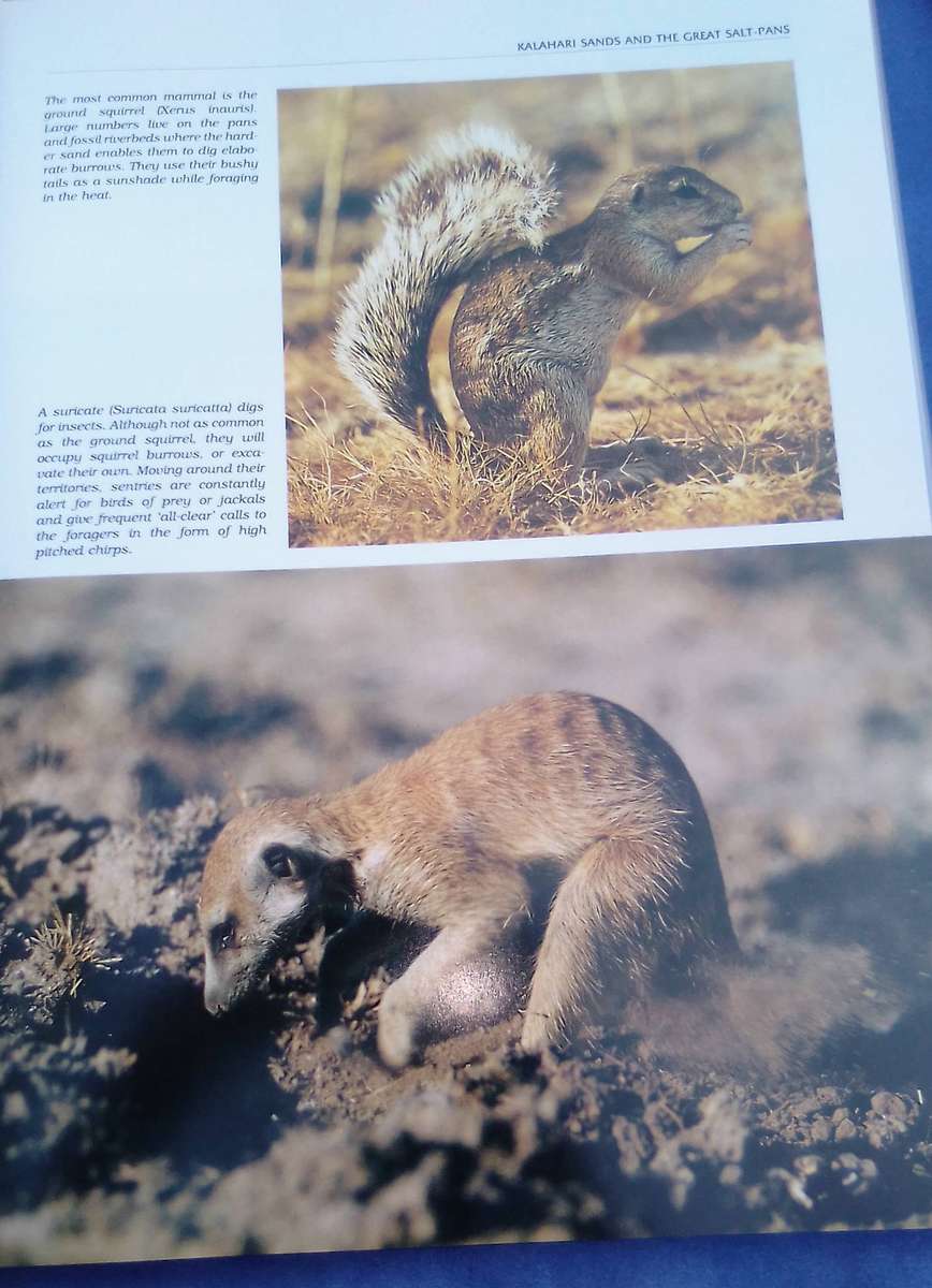 "Beyond the Endless Mopane"  Hard cover.