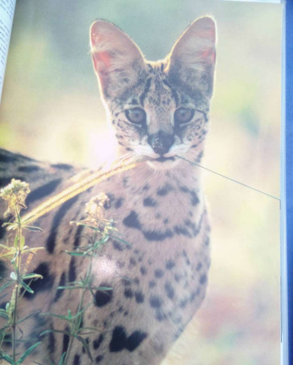 "Beyond the Endless Mopane"  Hard cover.