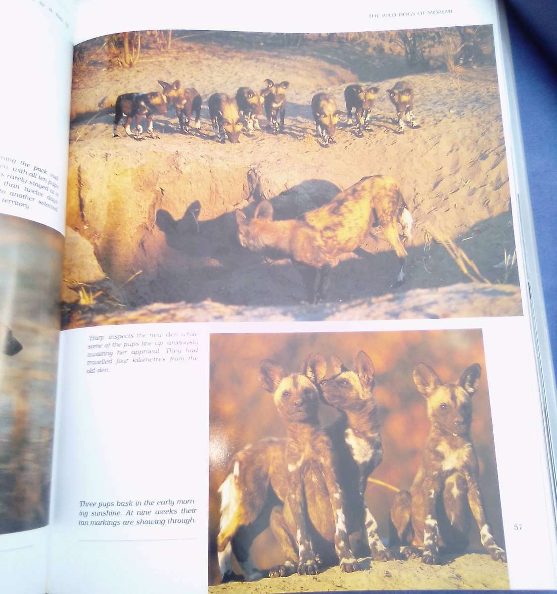 "Beyond the Endless Mopane"  Hard cover.