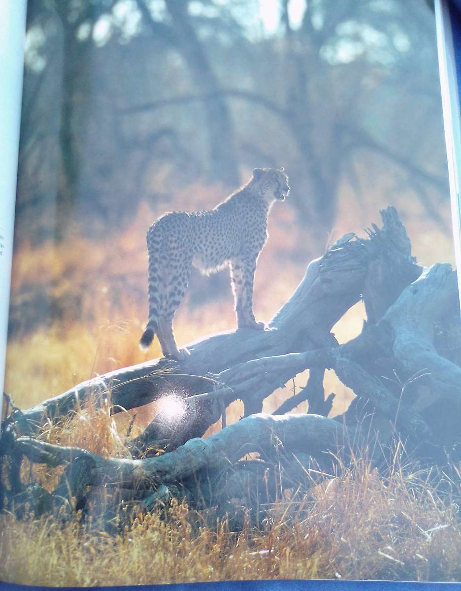 "Beyond the Endless Mopane"  Hard cover.