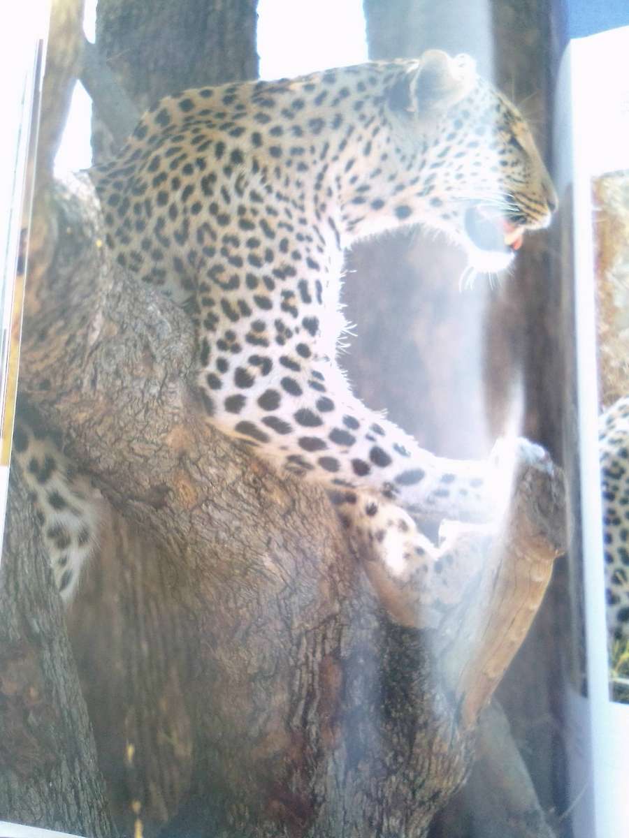 "Beyond the Endless Mopane"  Hard cover.