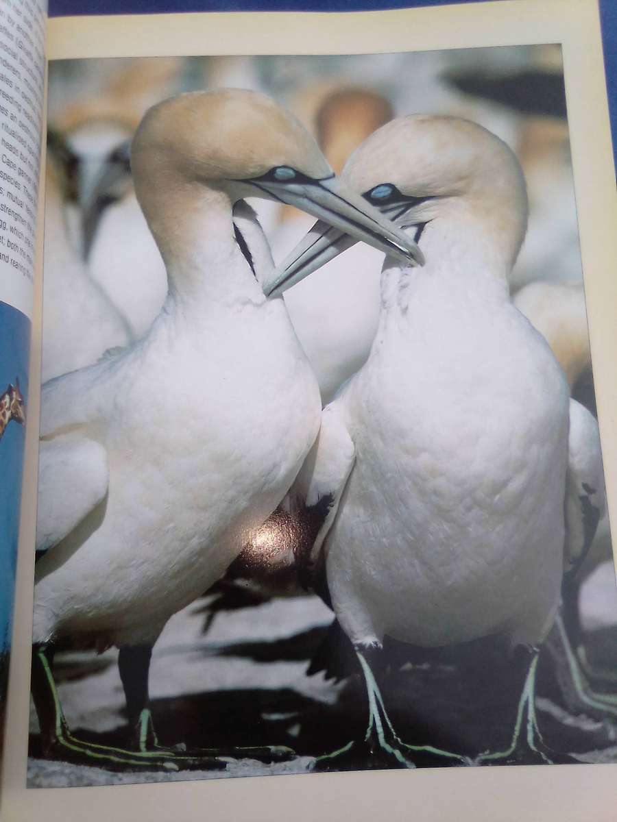 "Wildlife in Action"  Soft cover.