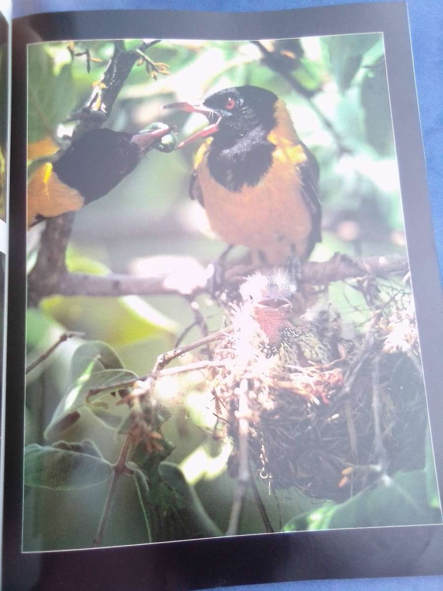 "Wildlife in Action"  Soft cover.