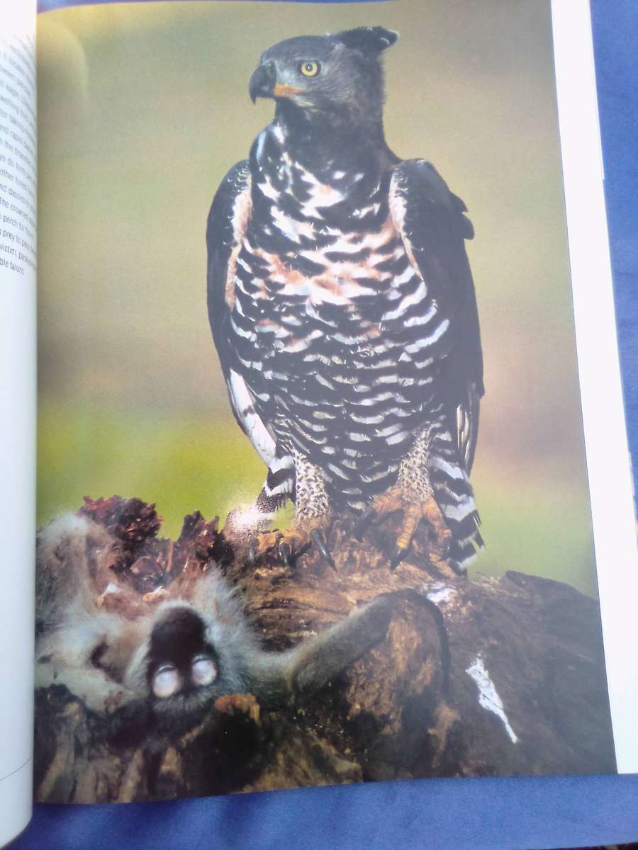 "Wildlife in Action"  Soft cover.