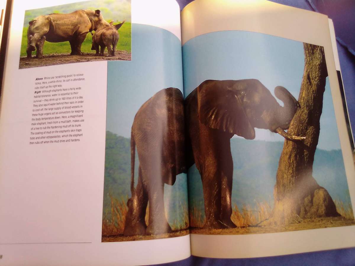 "Wildlife in Action"  Soft cover.