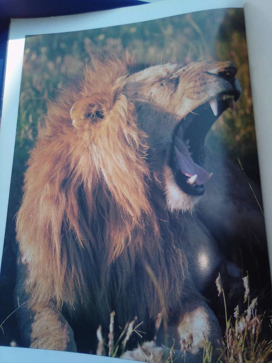 "Wildlife in Action"  Soft cover.