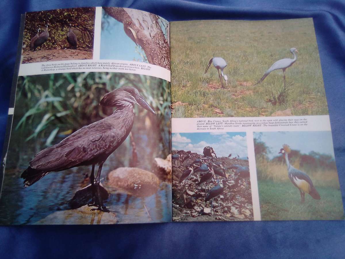 "Pride of South Africa Birds'. Kenneth Newman Soft cover.