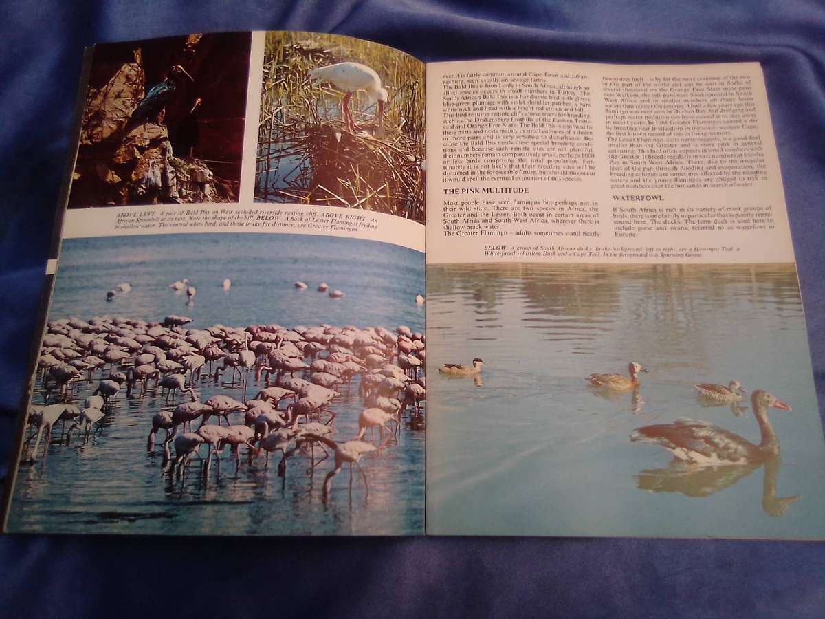 "Pride of South Africa Birds'. Kenneth Newman Soft cover.