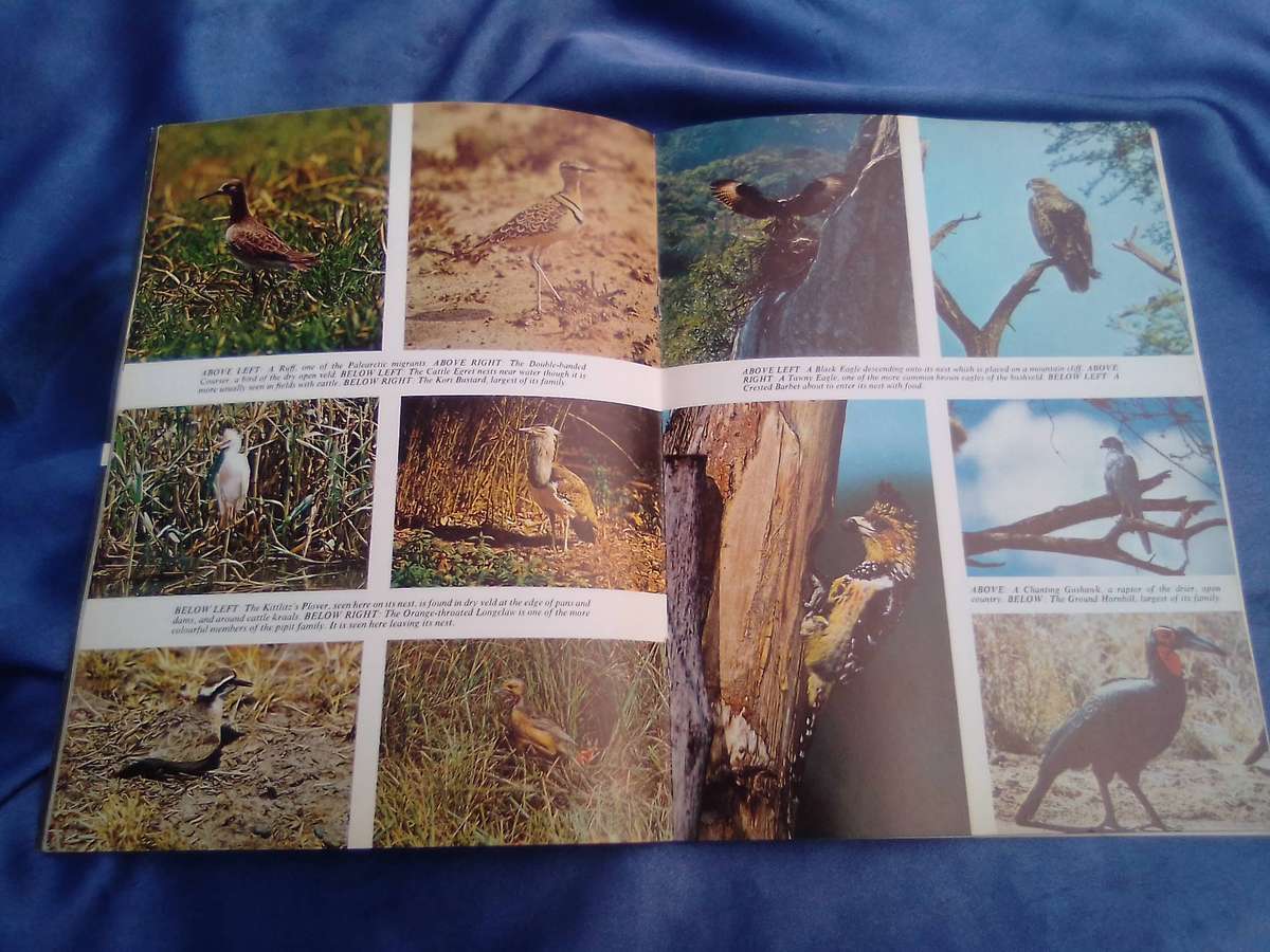 "Pride of South Africa Birds'. Kenneth Newman Soft cover.