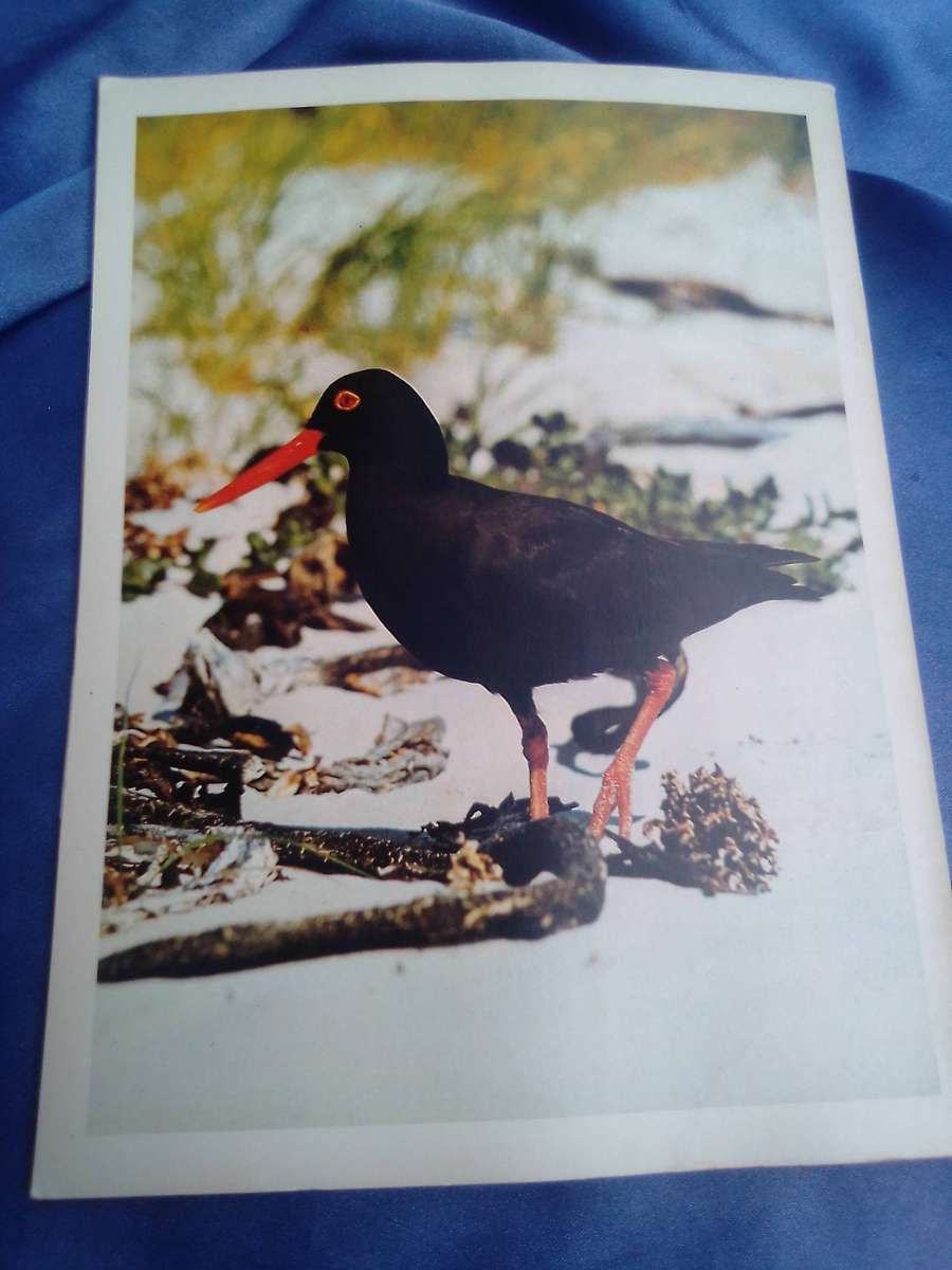 "Pride of South Africa Birds'. Kenneth Newman Soft cover.