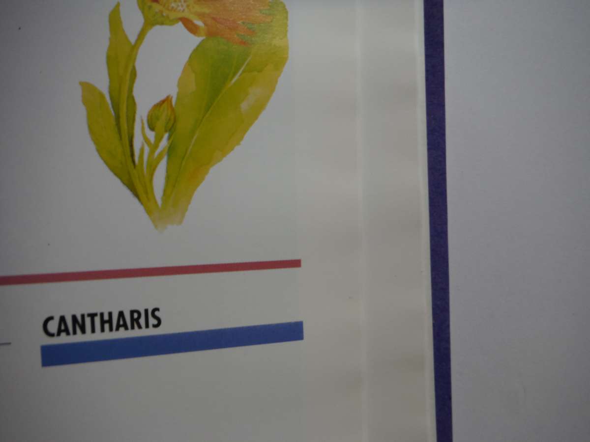 Homeopathy : A Practical Guide to Everyday Health Care - Hardcover - Robin Hayfield