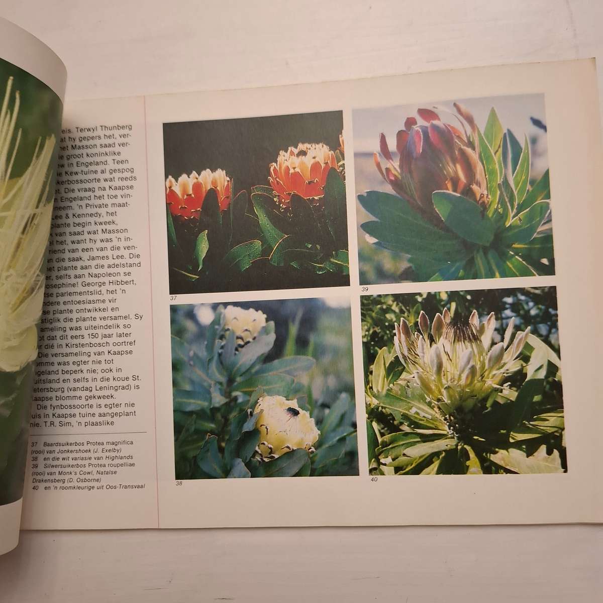 'n Inleiding tot Fynbos (TFJ van Rensburg)