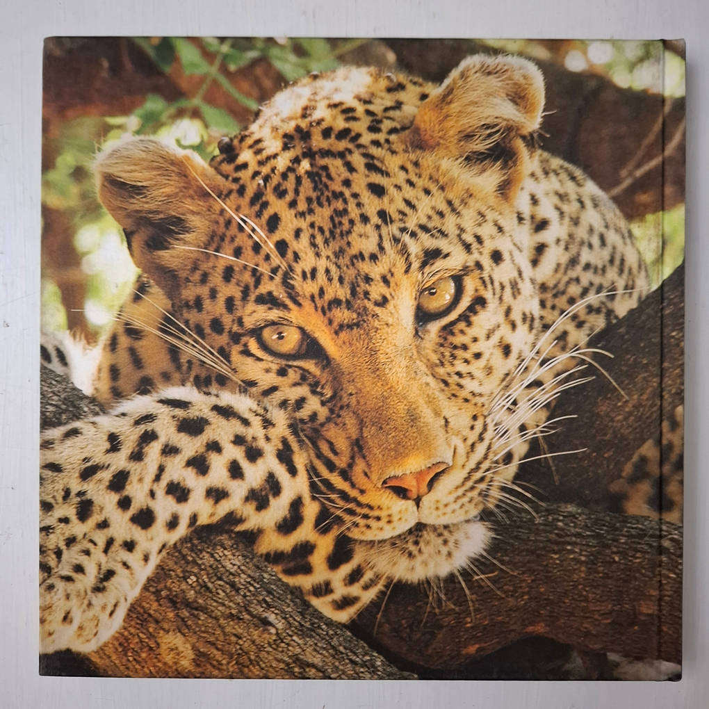 Bronze and Fire: The art of Donald Greig (Artist)