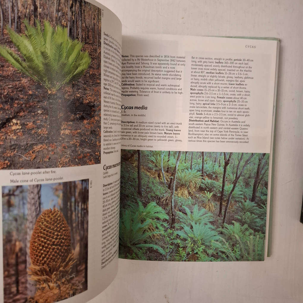 Cycads of the World - Ancient Plants in Today's Landscape (David L. Jones)