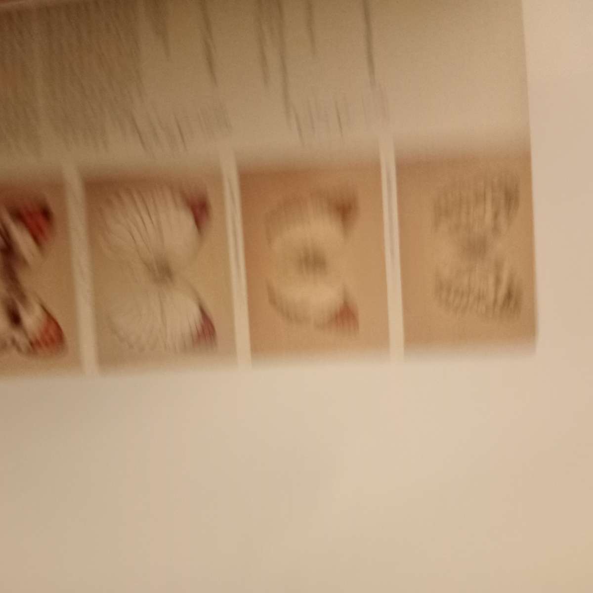 CLEARANCE! The butterflies of the Kruger National Park