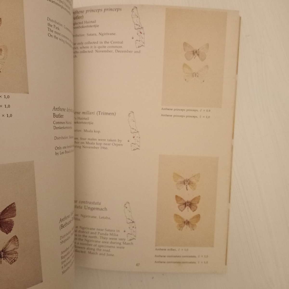 CLEARANCE! The butterflies of the Kruger National Park