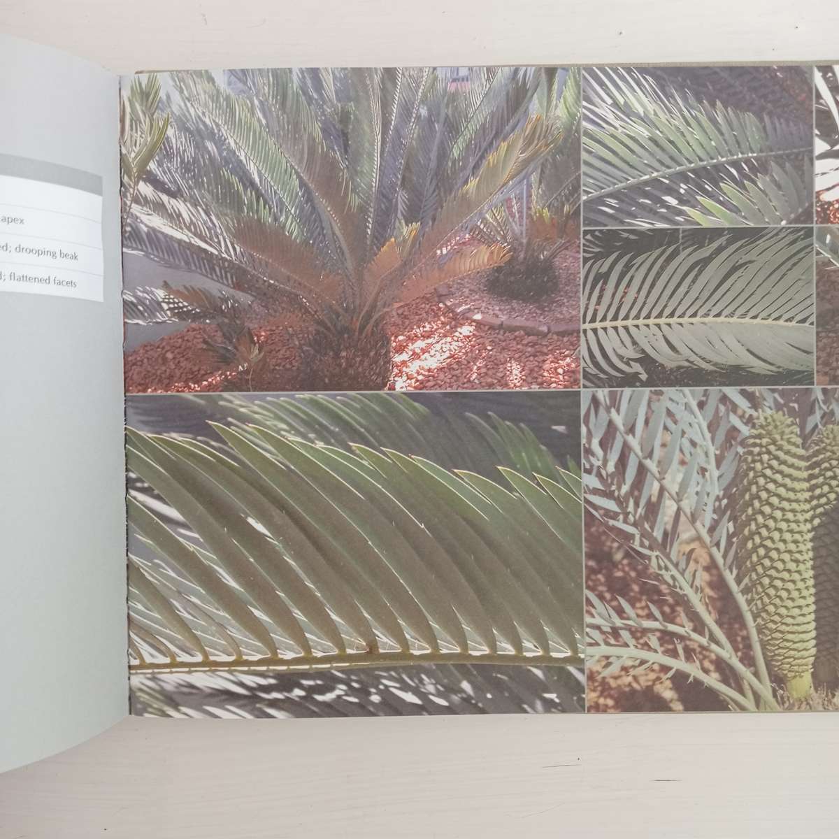 Encephalartos nubimontanus - a distinction between 11 variants - Dr. Diekie de Klerk