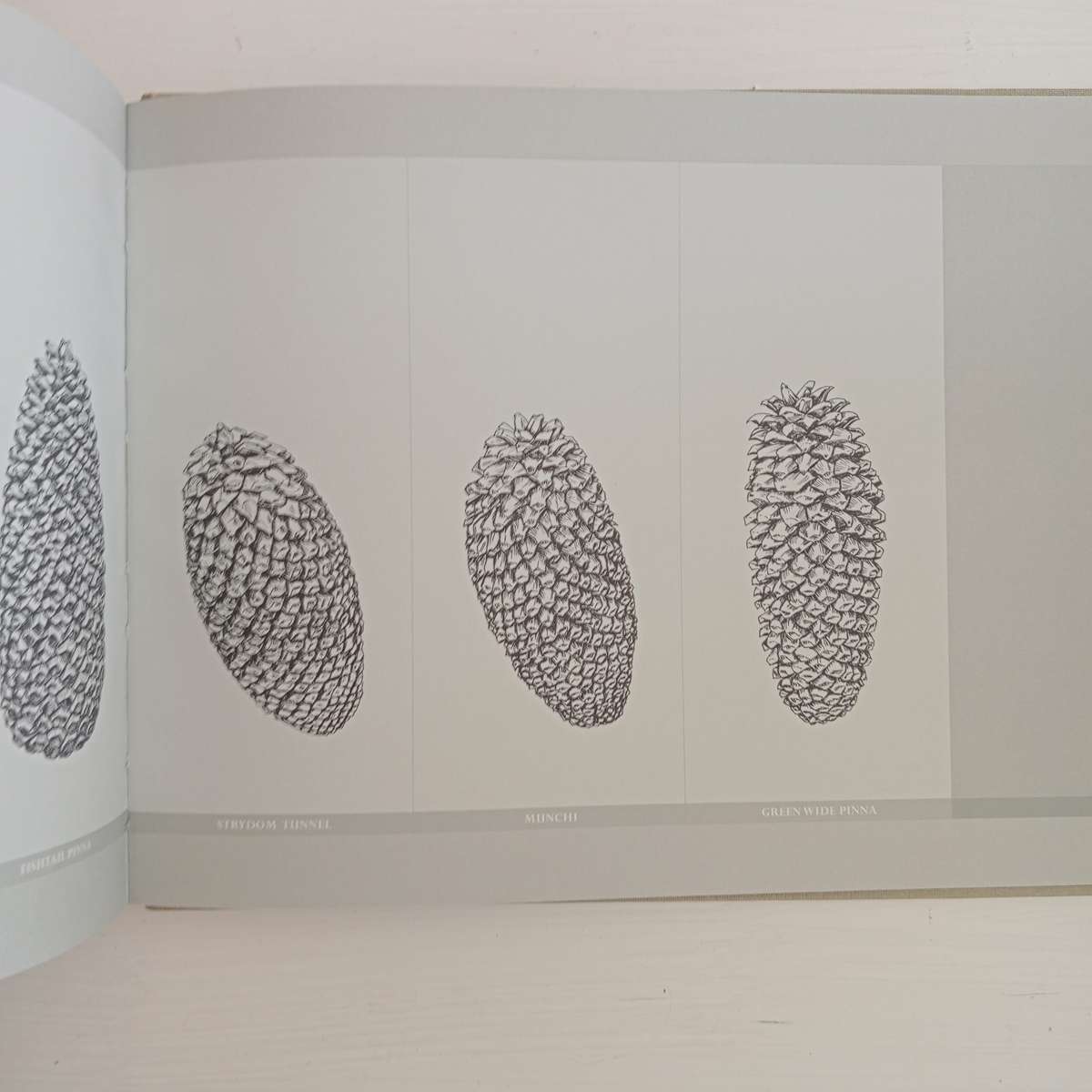 Encephalartos nubimontanus - a distinction between 11 variants - Dr. Diekie de Klerk