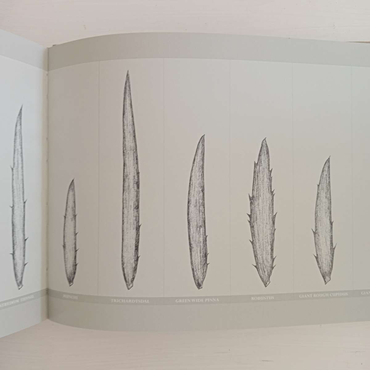 Encephalartos nubimontanus - a distinction between 11 variants - Dr. Diekie de Klerk