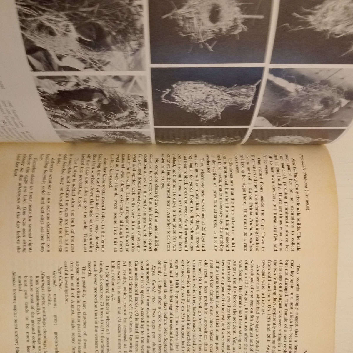 Sunbirds of Southern Africa: Also Sugarbirds, White-Eyes, and the Spotted Creeper (C.J. Skead)