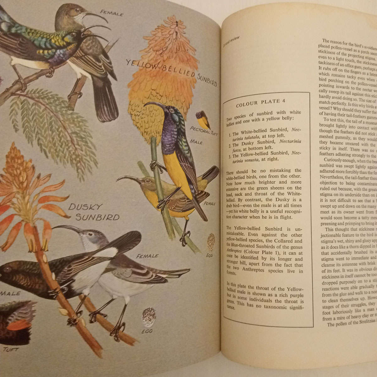 Sunbirds of Southern Africa: Also Sugarbirds, White-Eyes, and the Spotted Creeper (C.J. Skead)